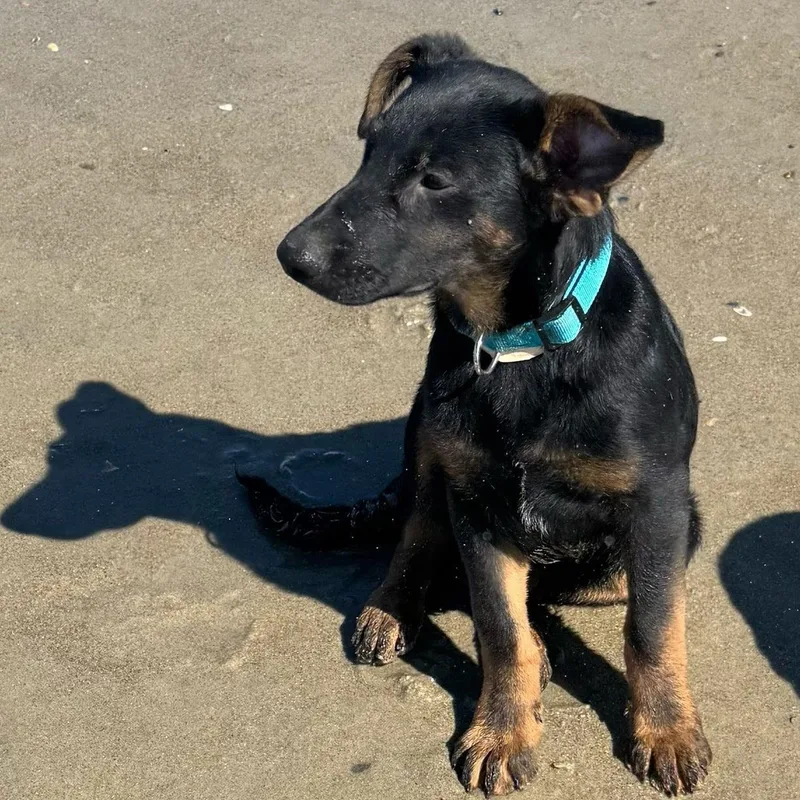 A baby large-sized male German Shepherd Dog dog named Poseidon for adoption in San Diego, CA