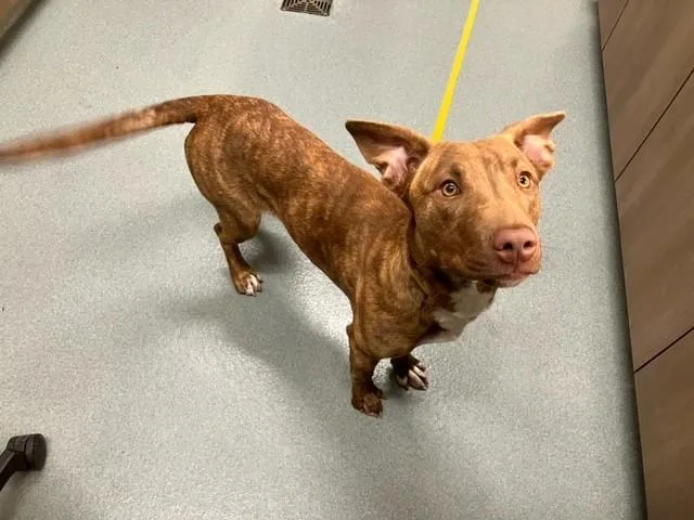 A young medium-sized female Pit Bull Terrier dog named Nina for adoption in Baytown, TX