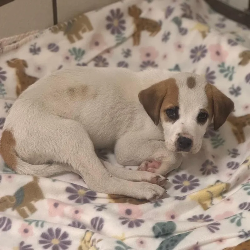 A baby small-sized male White / Cream Hound dog named Dharma for adoption in Starkville, MS