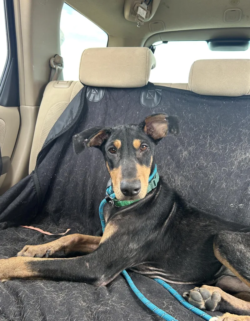 A young large-sized male Black Doberman Pinscher dog named Artemis for adoption in Boulder, CO