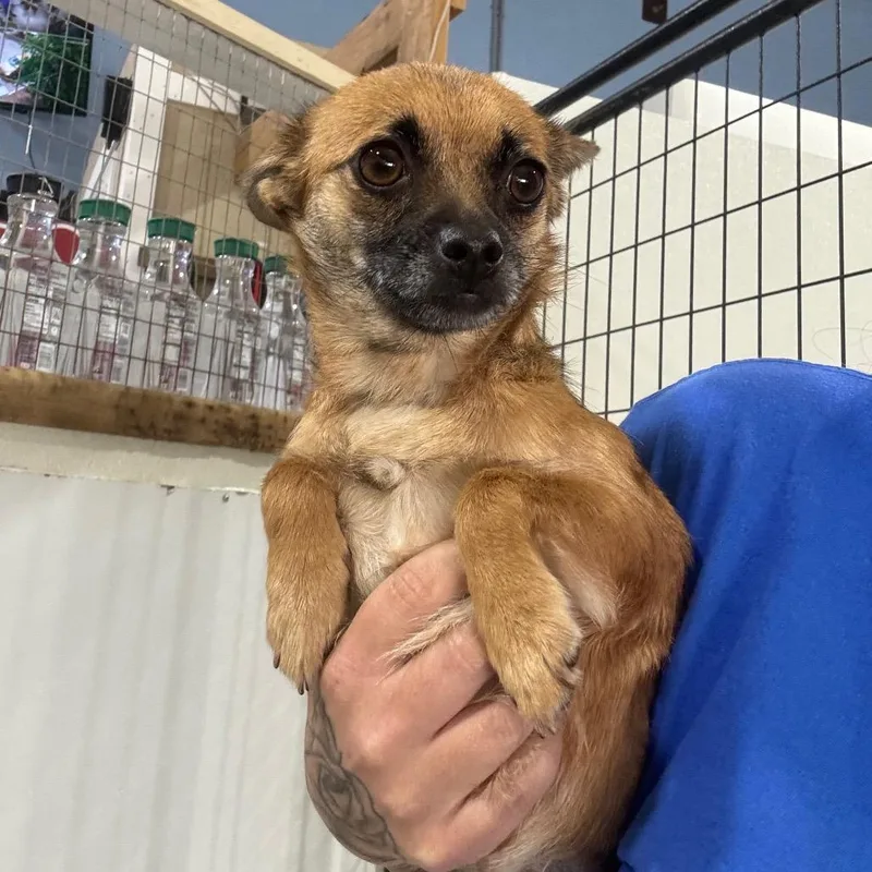 An adult small-sized female Yellow / Tan / Blond / Fawn Chihuahua dog named Ember for adoption in Newberg, OR