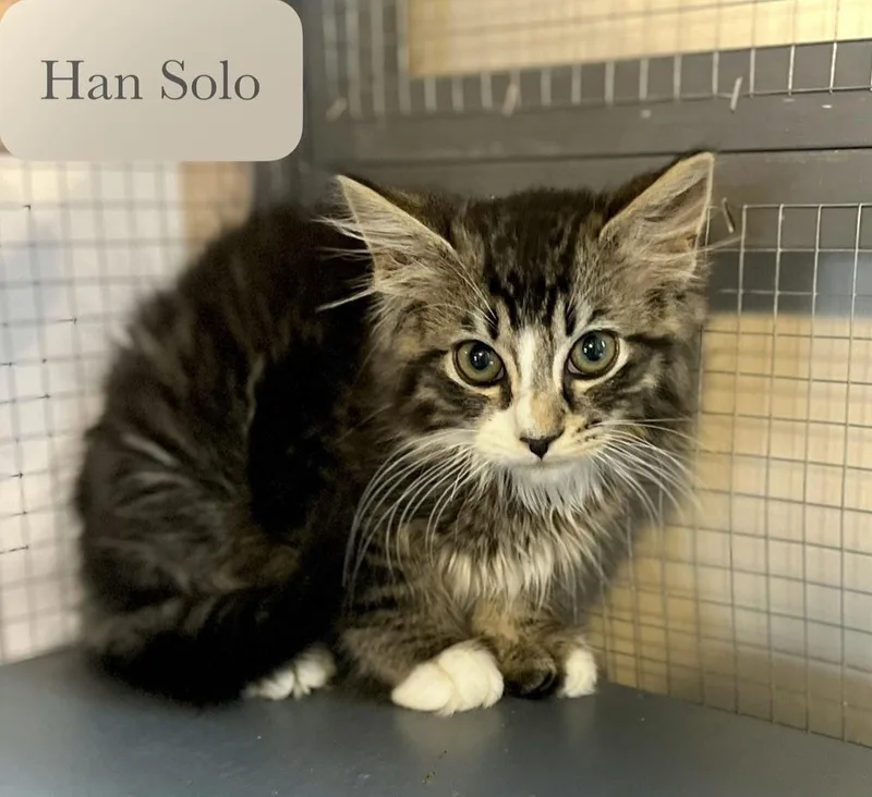 A baby small-sized male Brown / Chocolate Domestic Long Hair cat named Han Solo for adoption in Chalfont, PA