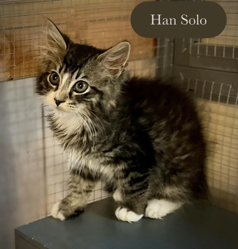 Han Solo thumbnail 2