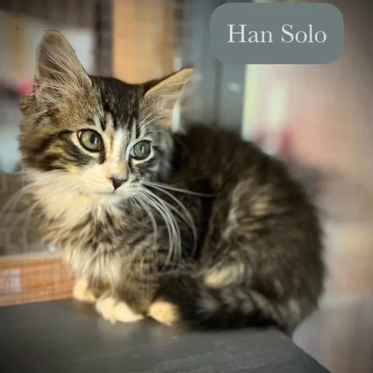 Han Solo thumbnail 3