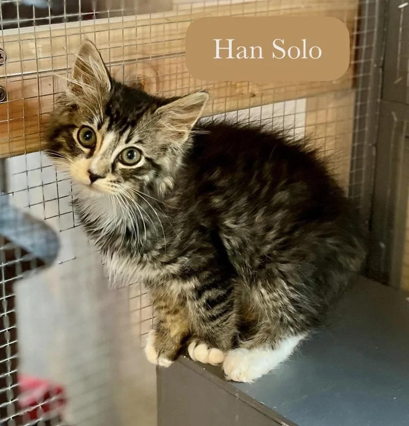 Han Solo thumbnail 4