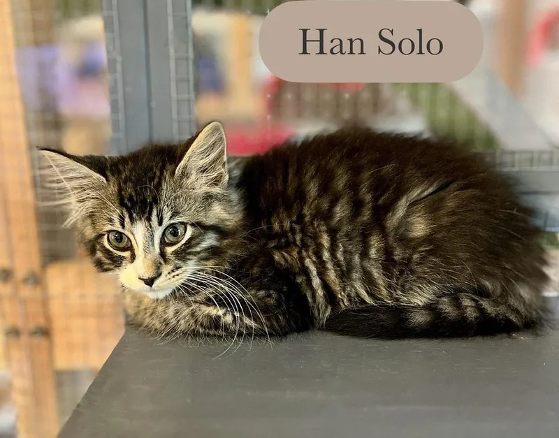 Han Solo thumbnail 6
