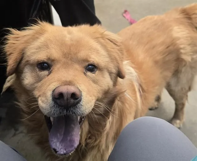 A young medium-sized male Golden Retriever dog named Gil for adoption in Tucson, AZ