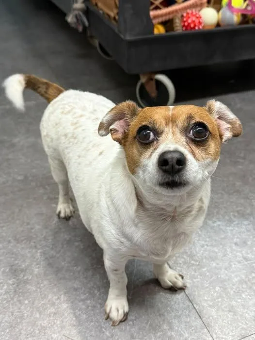 An adult small-sized male Chihuahua dog named Shadow for adoption in Delhi, NY