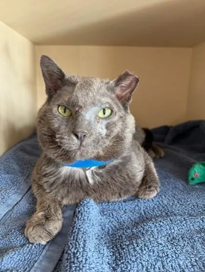 A young large-sized male Domestic Short Hair cat named Stinkaman for adoption in Westland, MI