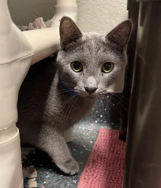 An adult small-sized male Domestic Short Hair cat named Fifty Six for adoption in Peoria, IL