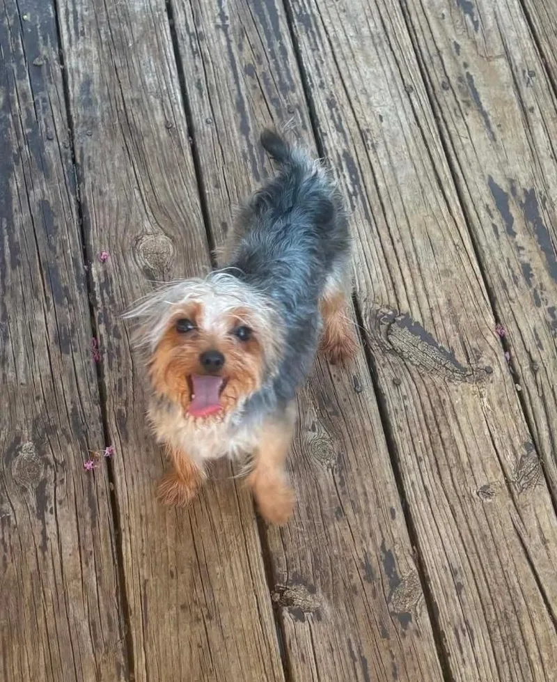 A young small-sized male Tricolor (Brown, Black, & White) Yorkshire Terrier dog named Patrone for adoption in Antioch, TN