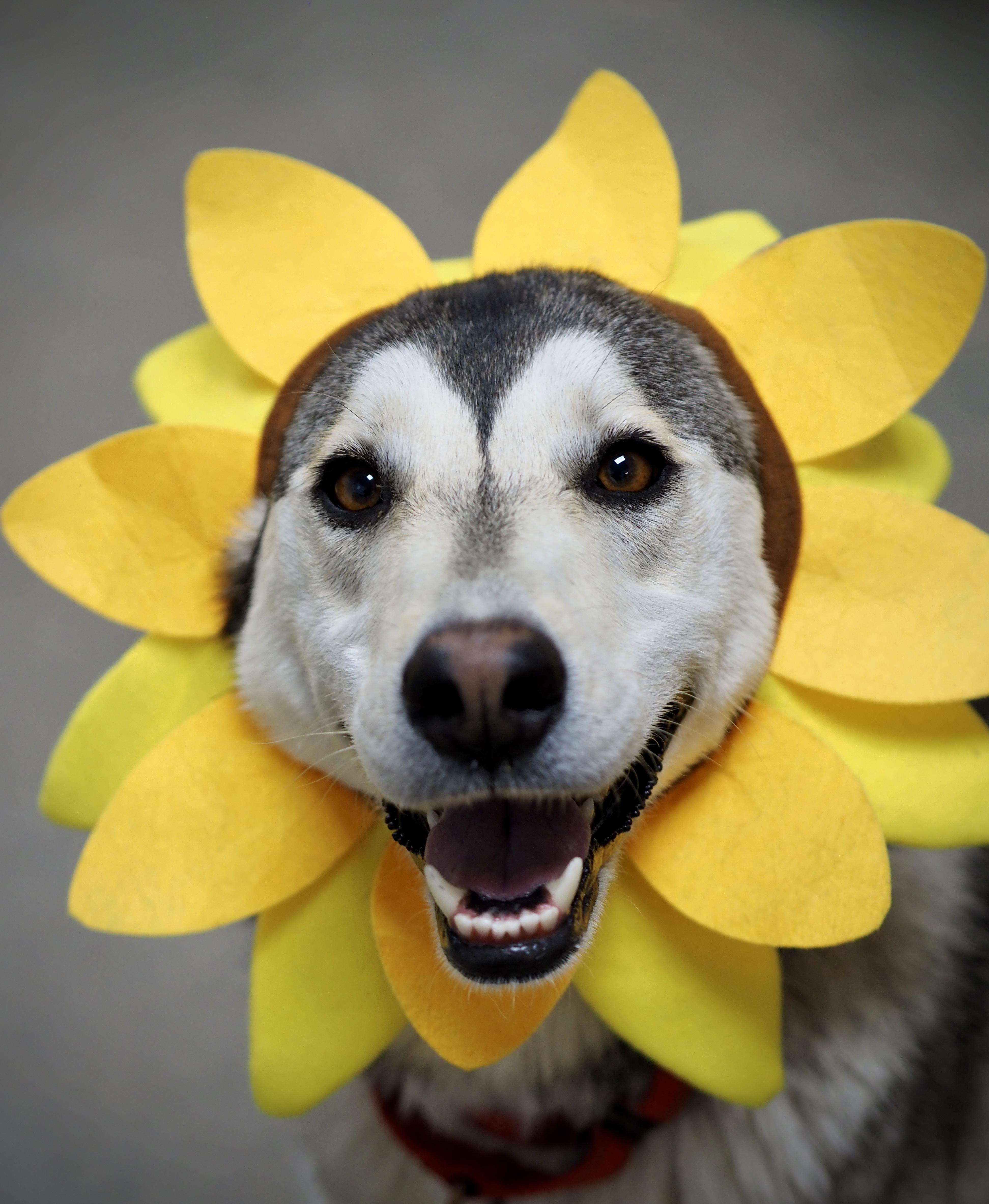 An adult medium-sized female Husky dog named Stunnah for adoption in Buena Vista, CO