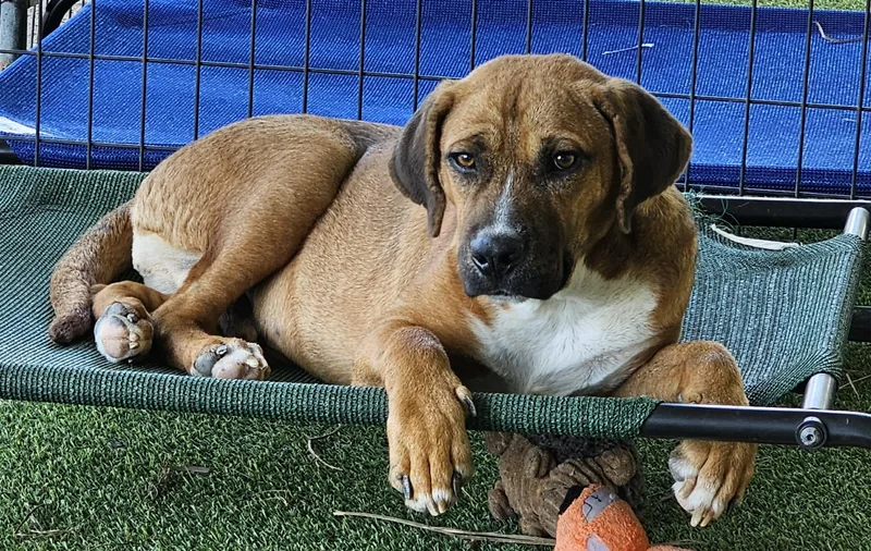 A young medium-sized male Black Mouth Cur dog named Peppers for adoption in Houston, TX
