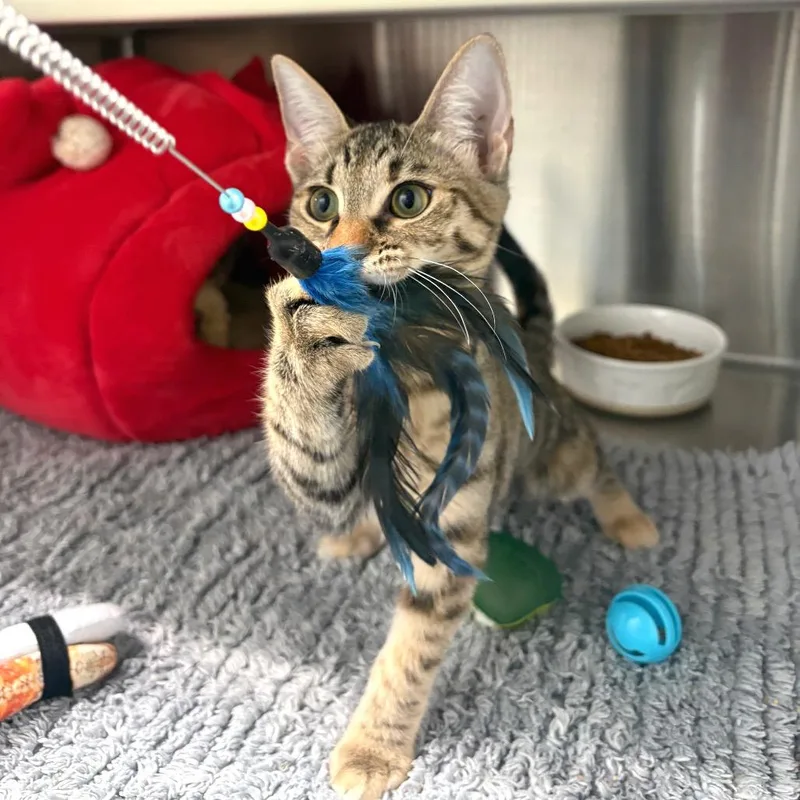 A baby small-sized female Brown / Chocolate Domestic Short Hair cat named Dina for adoption in Fort Lauderdale, FL