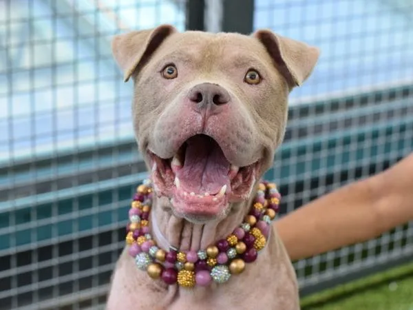 An adult large-sized female Mixed Breed dog named Wyona for adoption in Ridgewood, NY