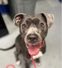 An adult medium-sized female Pit Bull Terrier dog named Zoey for adoption in Ashland, VA