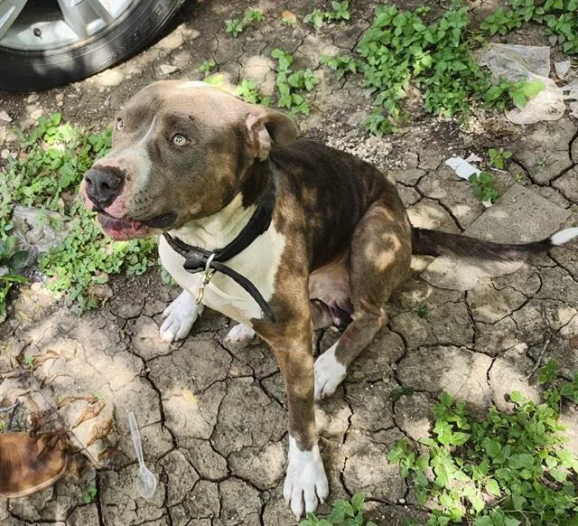 An adult large-sized male American Staffordshire Terrier dog named Millard for adoption in San Antonio, TX
