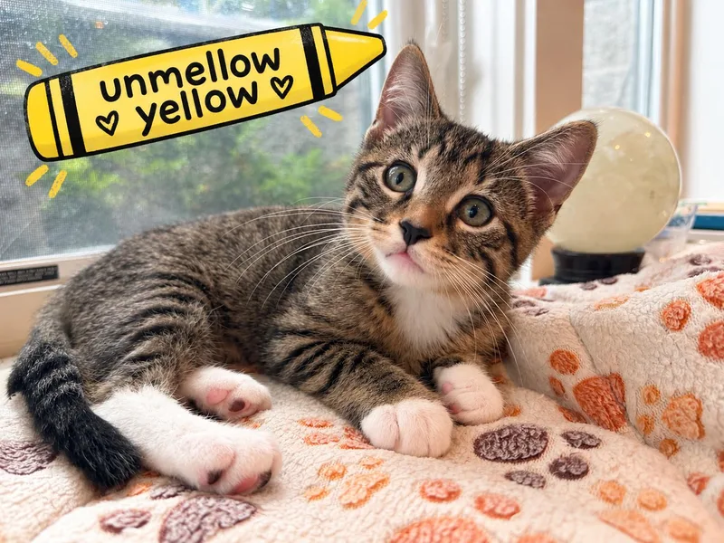 A baby medium-sized female Domestic Short Hair cat named Unmellow Yellow for adoption in Blaine, MN