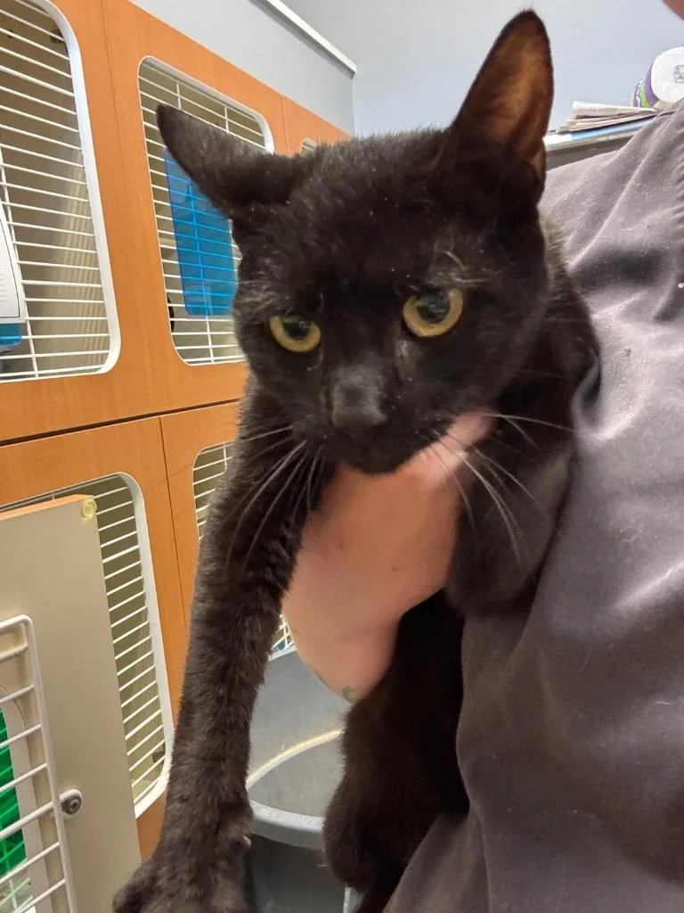 A young medium-sized female Domestic Short Hair cat named Kay for adoption in Bloomington, IN