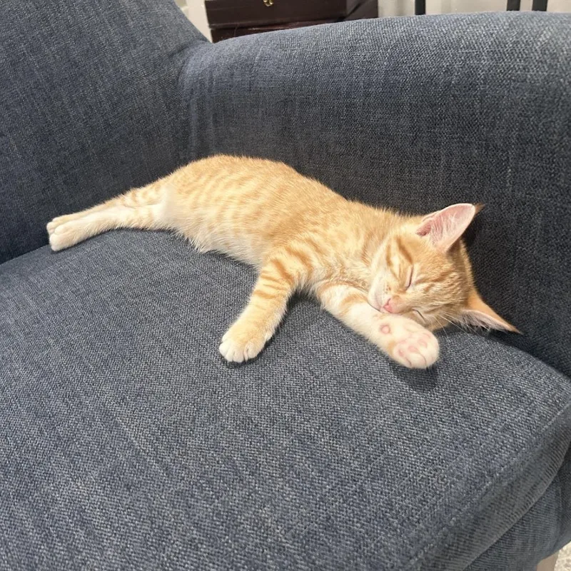A baby small-sized male Orange / Red Domestic Short Hair cat named Dispatch for adoption in Gibsonia, PA