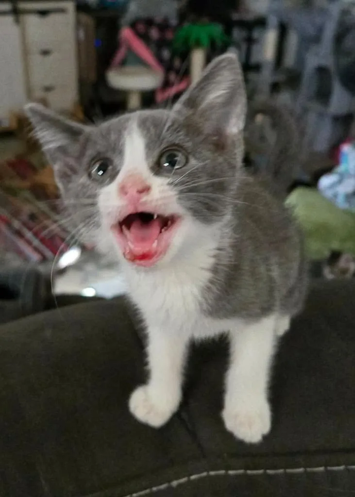 A baby small-sized female Domestic Short Hair cat named Subi for adoption in Ada, OK