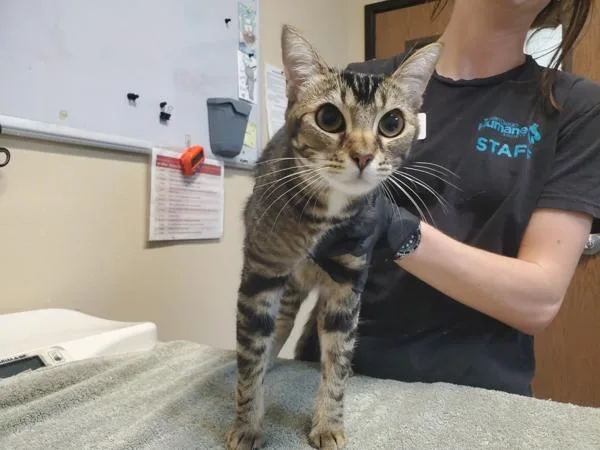 A young medium-sized female Domestic Short Hair cat named Baby for adoption in Oceanside, CA