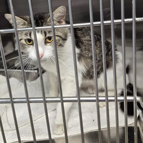 A young medium-sized female Domestic Short Hair cat named Carol for adoption in Decatur, IL