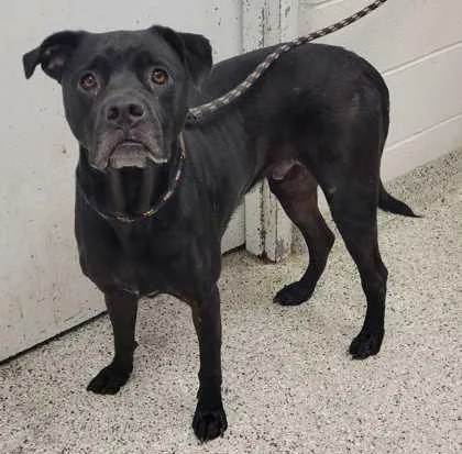 An adult extra large-sized male Black Mixed Breed dog named Quimby for adoption in Kansas City, MO