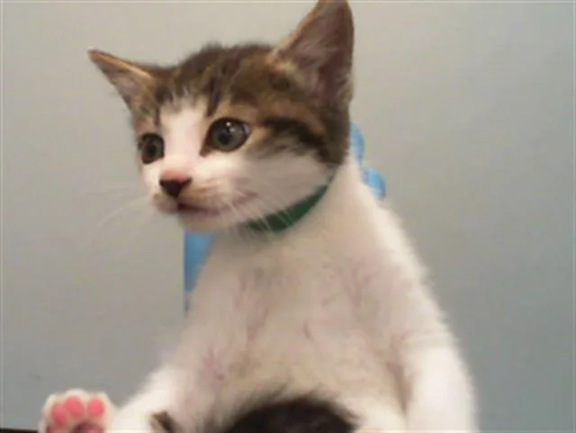 A baby small-sized female Domestic Short Hair cat named A for adoption in Charlotte, NC