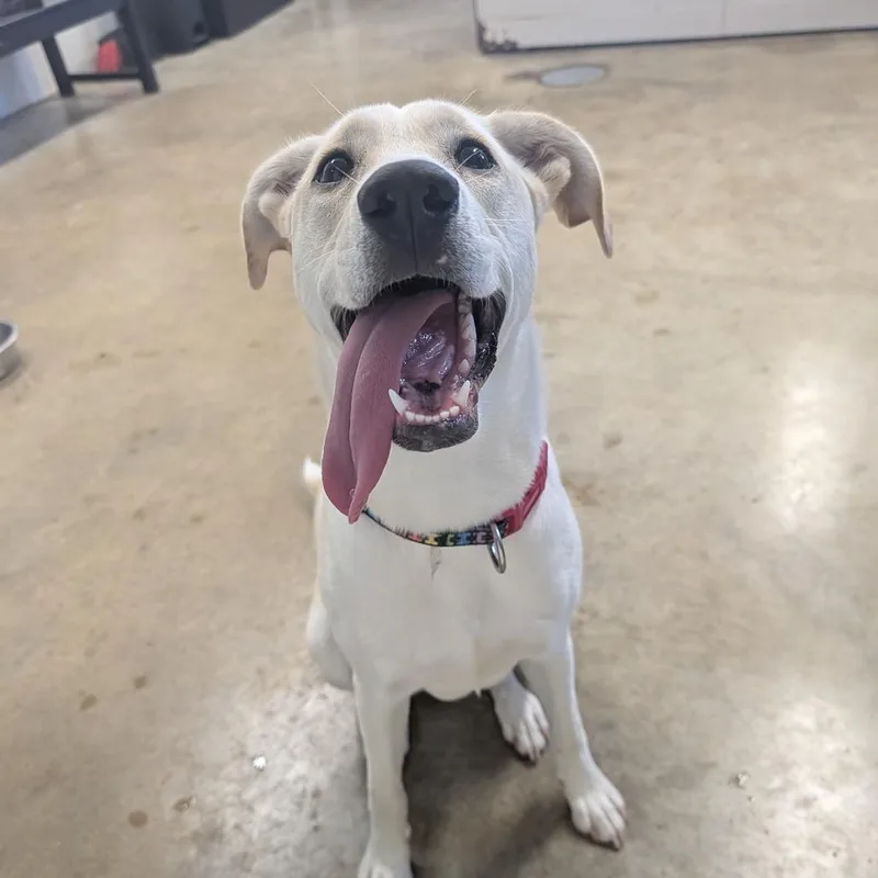 A young medium-sized female White / Cream Labrador Retriever dog named Cindy for adoption in Jasper, IN