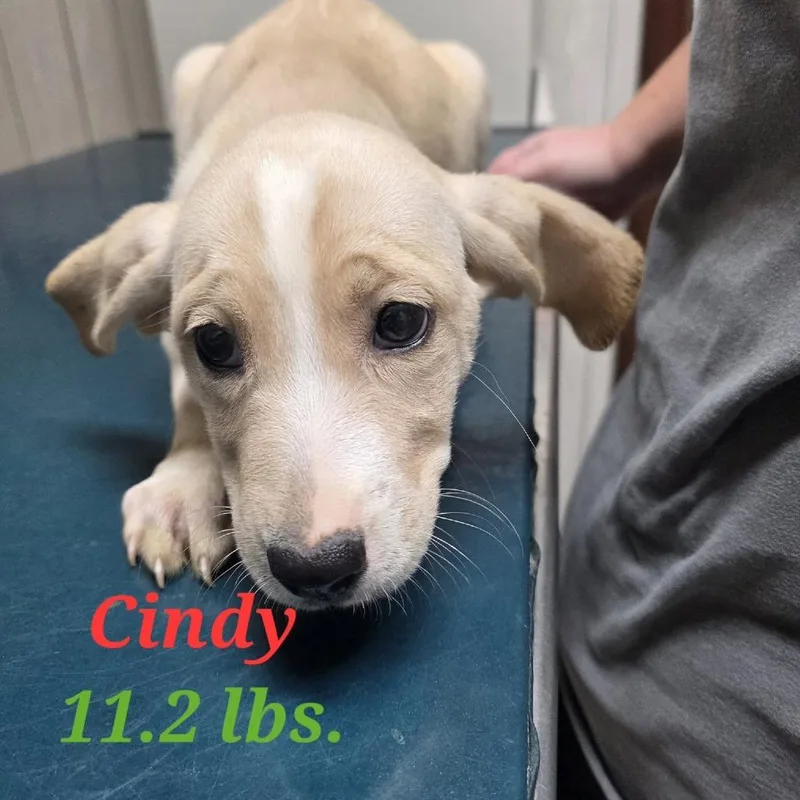 Cindy thumbnail 3