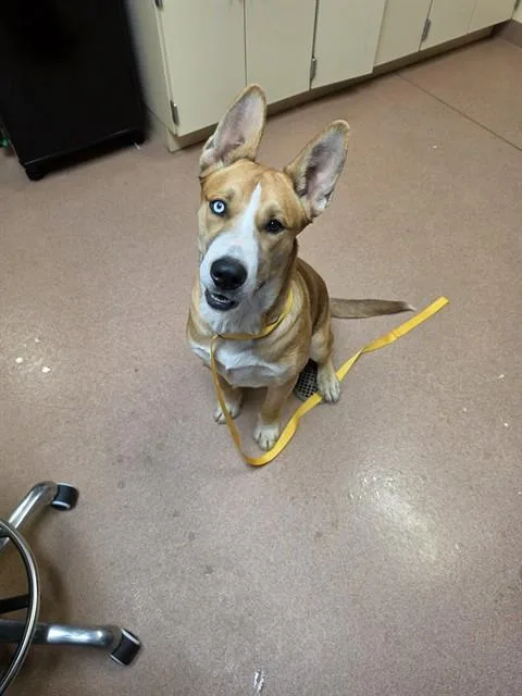 A young large-sized male Siberian Husky dog named Feddy for adoption in Cookeville, TN