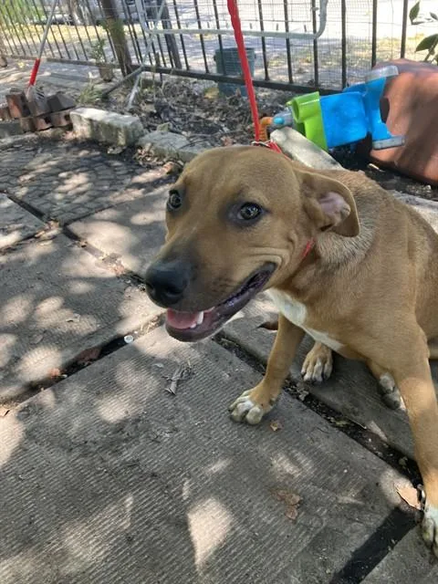 A young large-sized female Mixed Breed dog named Tina for adoption in Dallas, TX