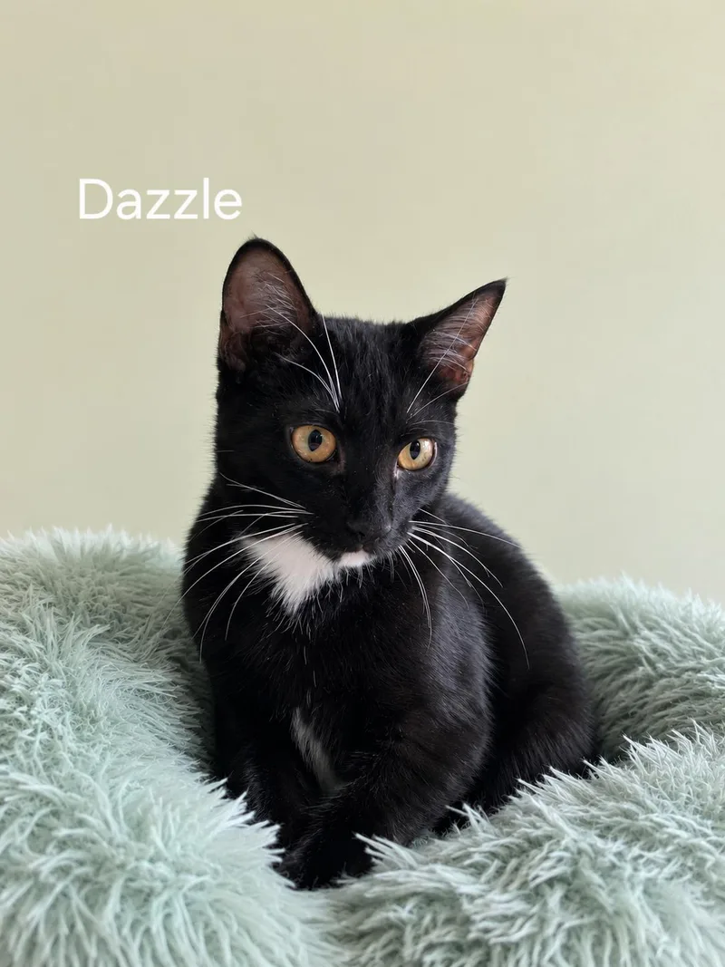 A baby medium-sized female Black & White / Tuxedo Domestic Short Hair cat named Dazzel for adoption in Oviedo, FL