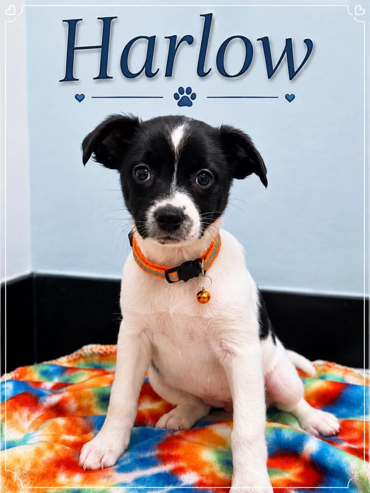 Harlow