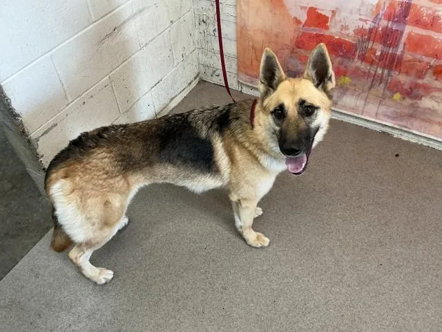 A young small-sized female German Shepherd Dog dog named Darla for adoption in San Bernardino, CA