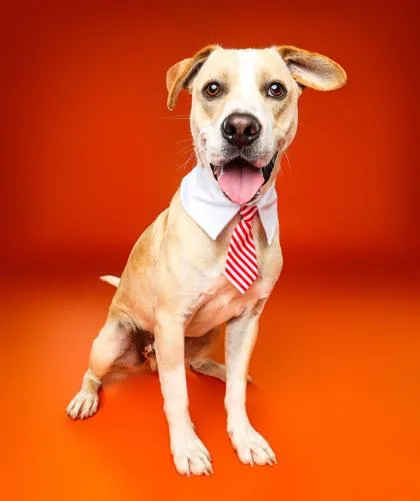 An adult medium-sized male Terrier dog named Rollie for adoption in Madison, NJ