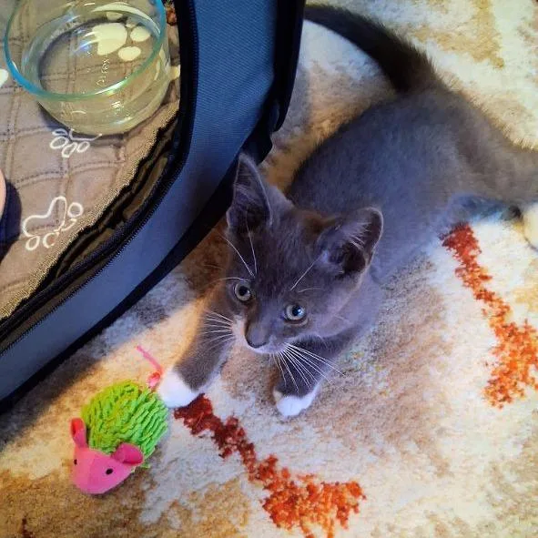 A baby small-sized male Gray / Blue / Silver Domestic Short Hair cat named Vida for adoption in Baltimore, MD
