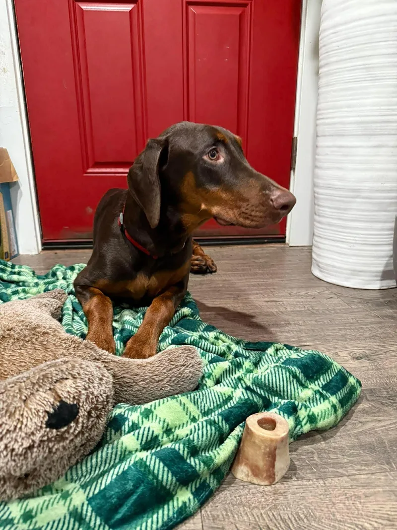 A young large-sized male Doberman Pinscher dog named Diesel Iii for adoption in Shoreline, WA