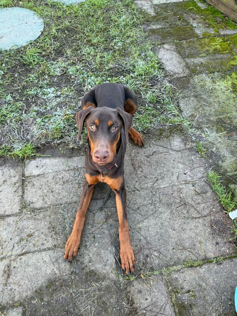 Diesel Iii thumbnail 2