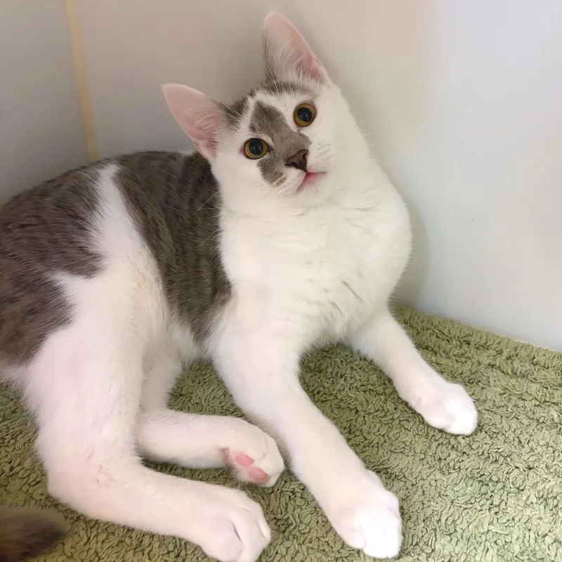 A young medium-sized male Gray / Blue / Silver Domestic Short Hair cat named James Hurley for adoption in Woodinville, WA