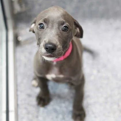 A baby small-sized female Merle (Blue) Pit Bull Terrier dog named Armani for adoption in Atlanta, GA