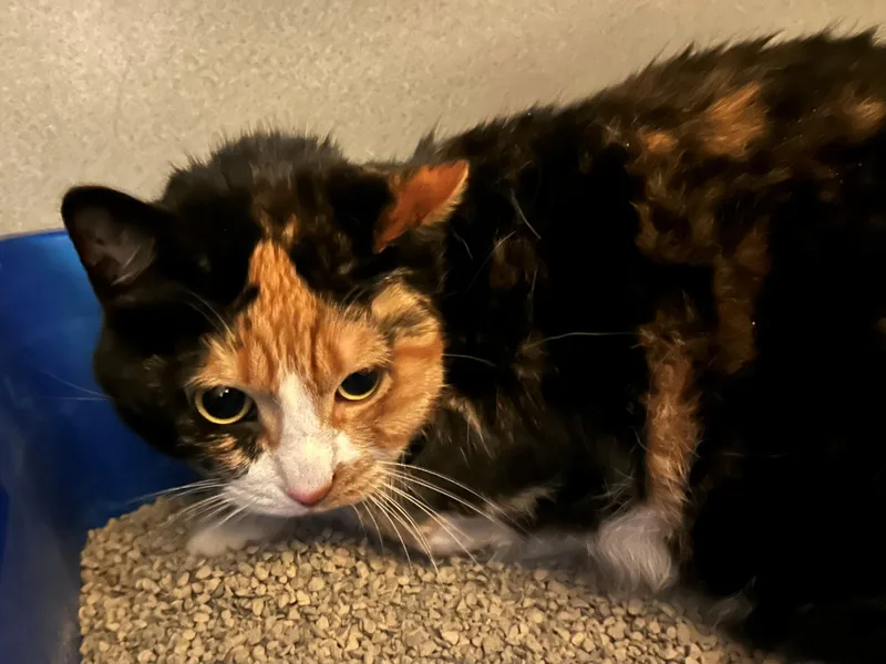 An adult medium-sized female Calico Domestic Short Hair cat named Ruffle for adoption in Mason City, IA