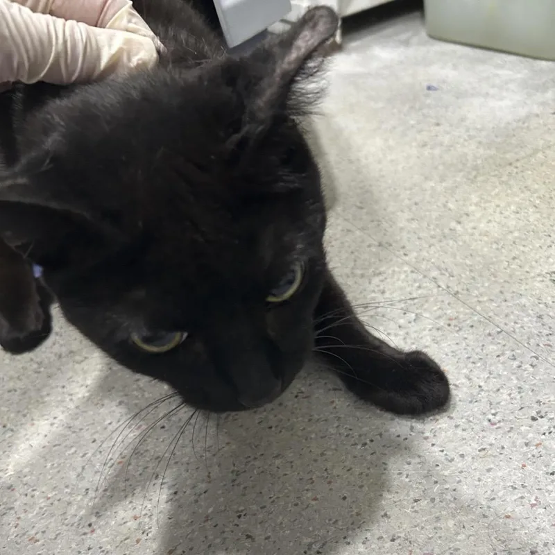 A senior large-sized female Domestic Short Hair cat named Phoebe for adoption in Oyster Bay, NY