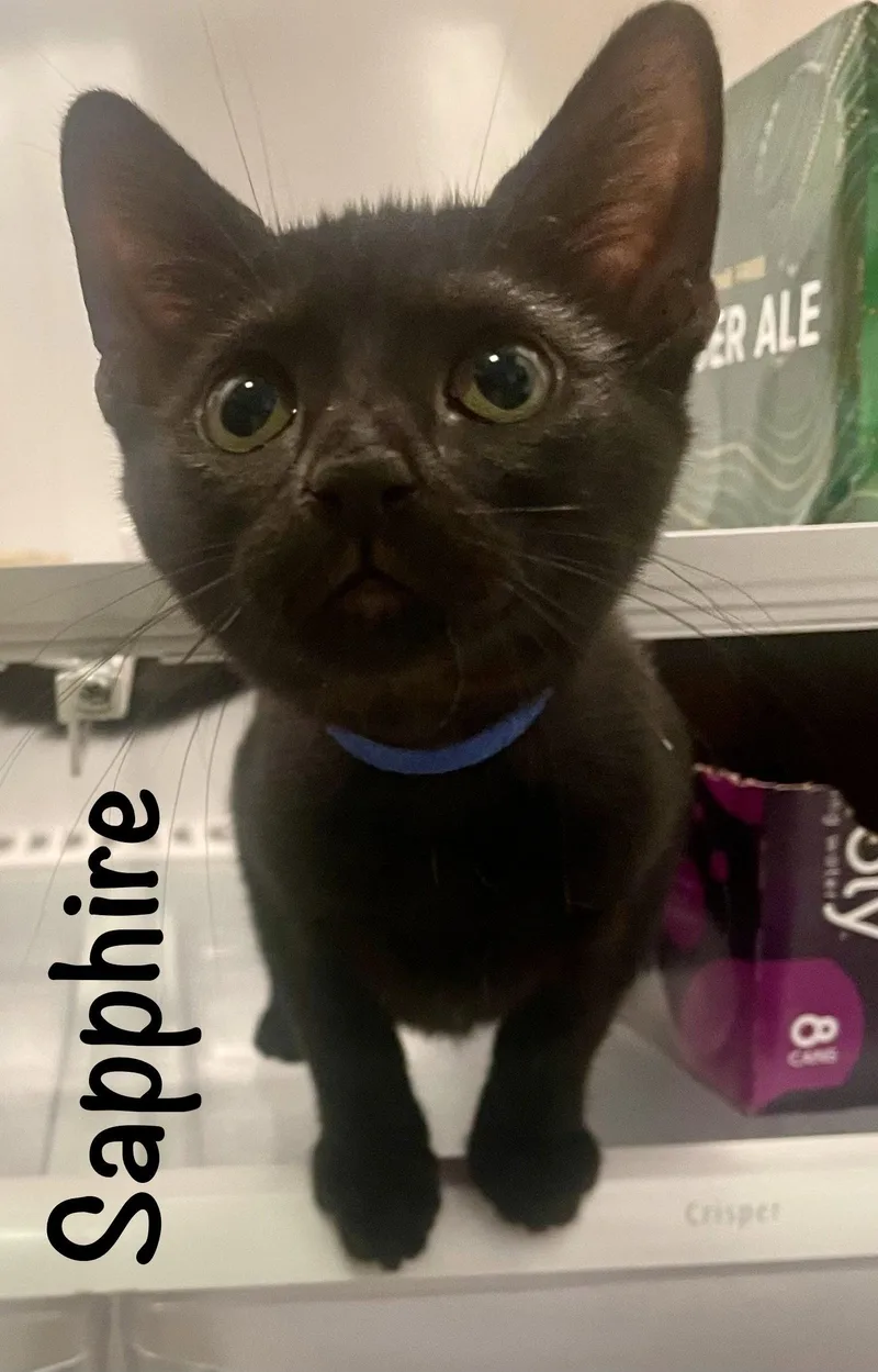 A baby medium-sized female Black Domestic Short Hair cat named Sapphire for adoption in Reston, VA