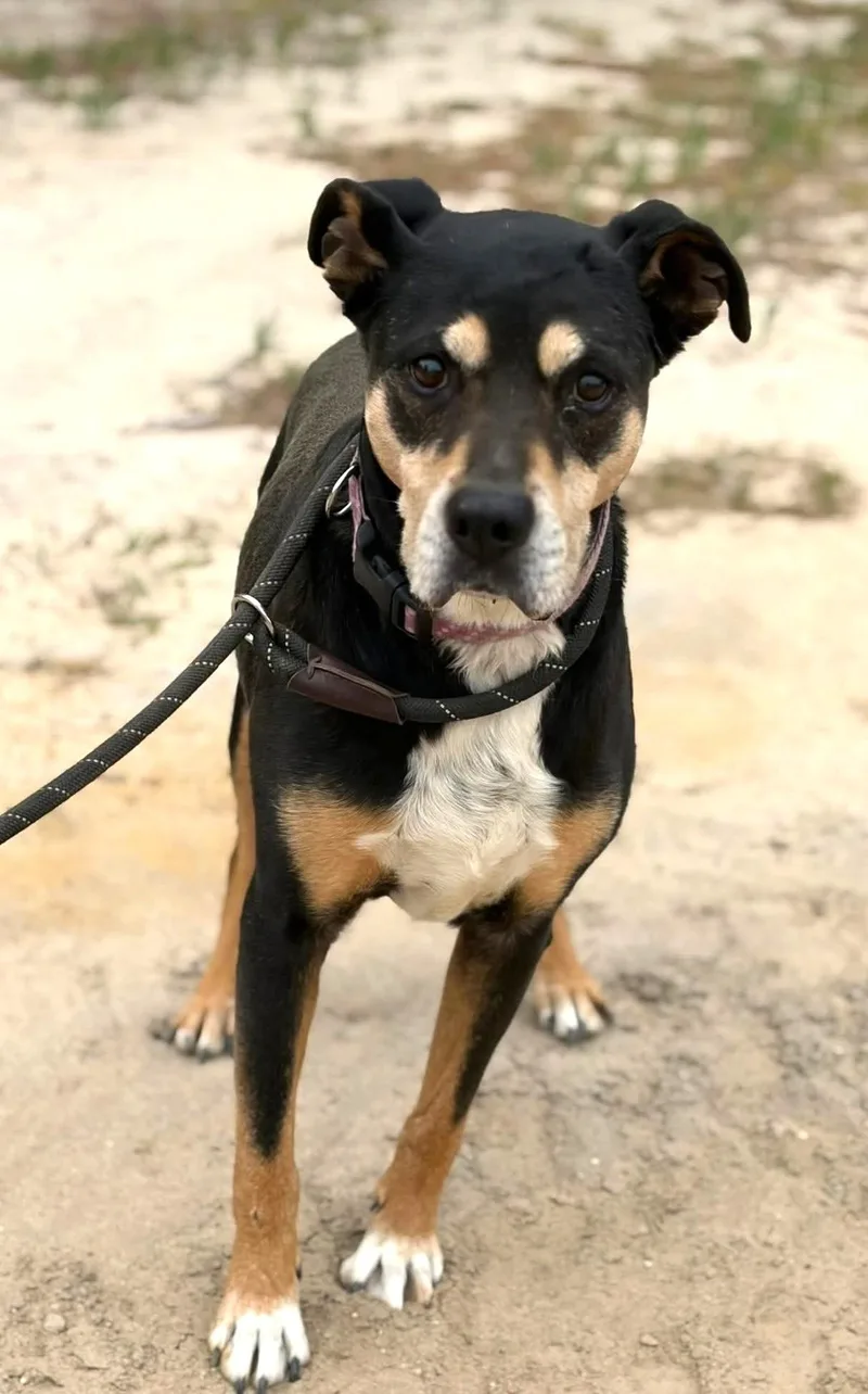 An adult large-sized male Tricolor (Brown, Black, & White) Black Labrador Retriever dog named Buck Adult Sweetheart Lost for adoption in Charlottesville, VA