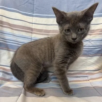 A baby small-sized female Domestic Short Hair cat named Sprite for adoption in Janesville, WI