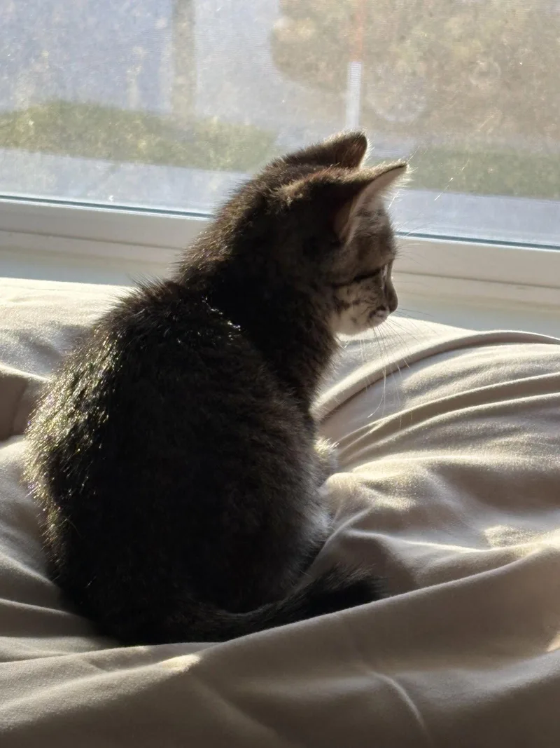 A baby small-sized male Domestic Short Hair cat named Pixel for adoption in Rosenberg, TX