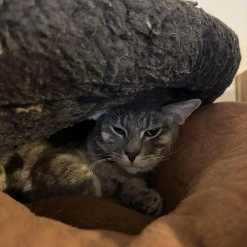 Cardigan thumbnail 2