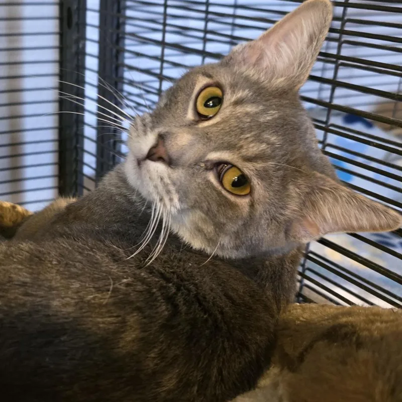 Cardigan thumbnail 3